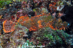 Rust red stonefish. Somehow, I don't think he's hiding ve... by Morgan Ashton 